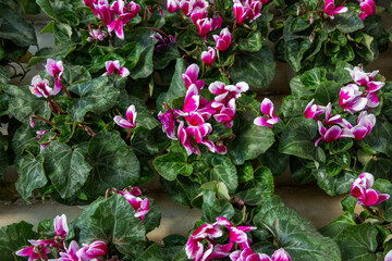 Bright pink and white cyclamen flowers, closeup. Red Cyclamen plant sale in garden shop in spring season