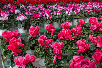 Fototapeta premium Bright pink and white cyclamen flowers, closeup. Red Cyclamen plant sale in garden shop in spring season