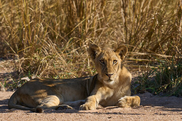 Lion (Panthera leo) resting on the ground in South Luangwa National Park, Zambia. 