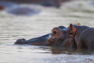 Hippopotamus (Hippopotamus amphibius) in the Luangwa River in South Luangwa National Park, Zambia  