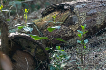 tree roots in the ground close up