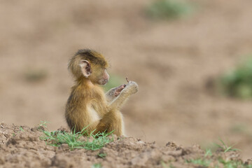 Baby Yellow Baboon (Papio cynocephalus) feeding on grassland in South Luangwa National Park, Zambia