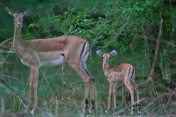 Young Impala (Aepyceros melampus) at the start of the emerald season in South Luangwa National...