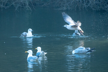 flock of seagulls lake