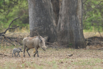 Warthog (Phacochoerus aethiopicus) with young in South Luangwa National Park, Zambia