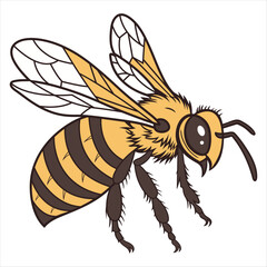 Honey Bee Flying On White Background