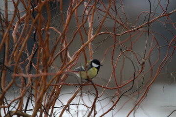 Fototapeta premium great tit (Parus major) sitting in the branches of a tree. The great tit (Parus major) is a passerine bird in the tit family Paridae. 
