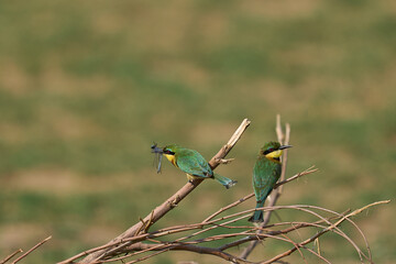 Little Bee-eater (Merops pusillus) perched on a twig with insect in its beak in South Luangwa National Park, Zambia