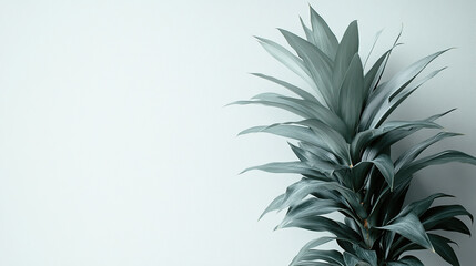 Fototapeta premium Muted gray tropical plant against a light backdrop
