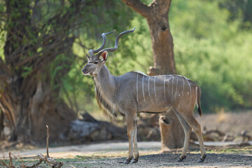 Male Greater Kudu (Tragelaphus strepsiceros) browsing for food in a wooded area of  South Luangwa...