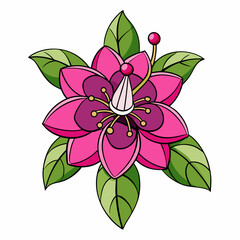 pink flower isolated on white background