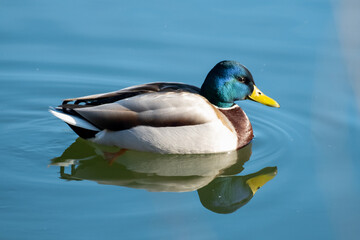 green head duck in the lake water