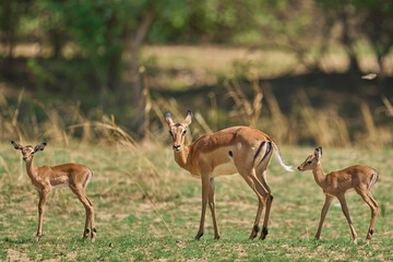 Young Impala (Aepyceros melampus) at the start of the emerald season in South Luangwa National Park, Zambia