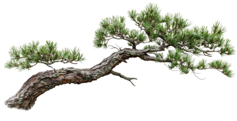 Pine tree branch, bonsai style isolated on transparent background