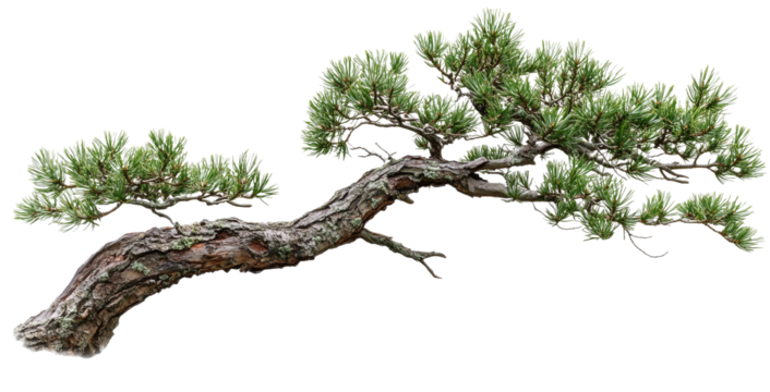 Pine tree branch, bonsai style isolated on transparent background
