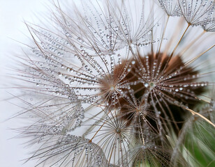 Closeup of dewkissed dandelion seeds, radiating delicate beauty.  A metaphor for fragility, new beginnings, and the ephemeral nature of life.