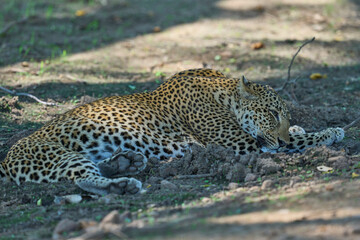 Leopard (Panthera pardus) resting on the ground in South Luangwa National Park, Zambia