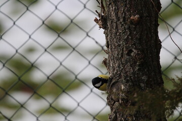 Fototapeta premium great tit (Parus major) sitting in the branches of a tree. The great tit (Parus major) is a passerine bird in the tit family Paridae. 