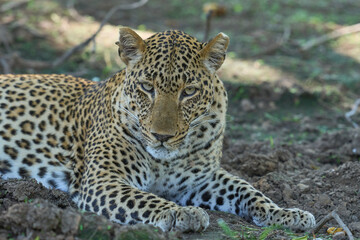 Leopard (Panthera pardus) resting on the ground in South Luangwa National Park, Zambia