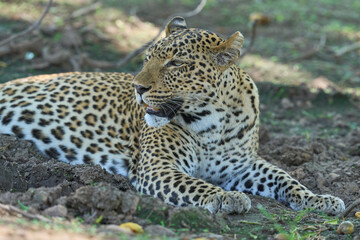 Leopard (Panthera pardus) resting on the ground in South Luangwa National Park, Zambia