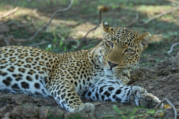 Leopard (Panthera pardus) resting on the ground in South Luangwa National Park, Zambia
