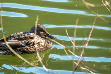 duck in the water