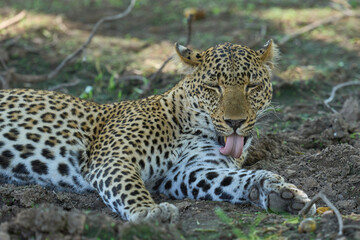 Leopard (Panthera pardus) resting on the ground in South Luangwa National Park, Zambia