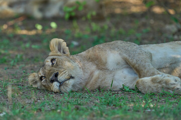 Lion (Panthera leo) resting on the ground in South Luangwa National Park, Zambia. 
