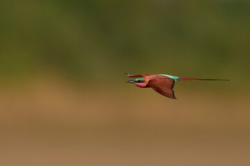 Southern Carmine Bee-eater (Merops nubicoides) in flight hunting insects over the Luangwa River in South Luangwa National Park, Zambia