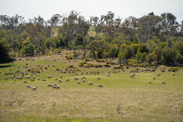 agriculture farming landscape with livestock and crops grown sustainable practices