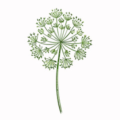 vector illustration of a flower