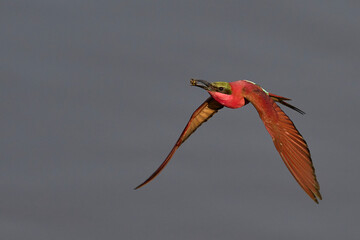 Southern Carmine Bee-eater (Merops nubicoides) in flight with insect in its beak in South Luangwa National Park, Zambia