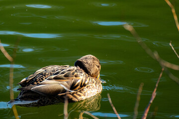 brown duck in the water