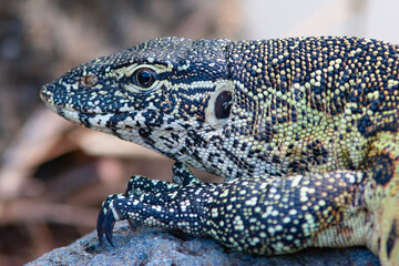 Varan du Nil