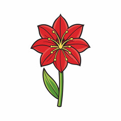 amaryllis flower on white