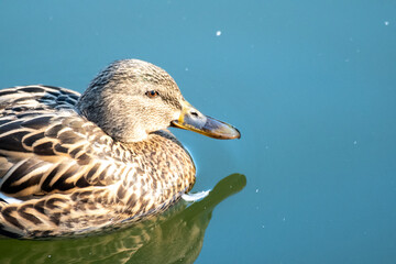 brown duck on the water