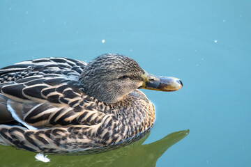 Fototapeta premium brown duck on the water