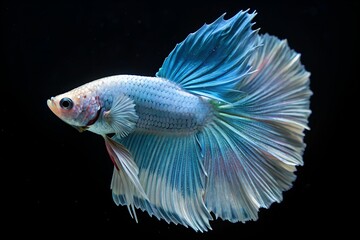 Fototapeta premium blue betta fish isolated in black background