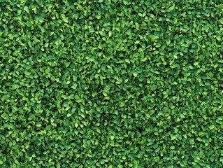 Seamless Pattern - Lush Greenery: Dense wall of petite, vibrant leaves creating a seamless texture.