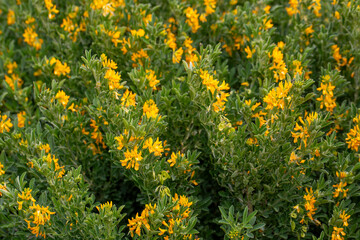 Medicago arborea is a species of flowering plant in the pea and bean family Fabaceae.