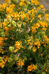 Medicago arborea is a species of flowering plant in the pea and bean family Fabaceae.