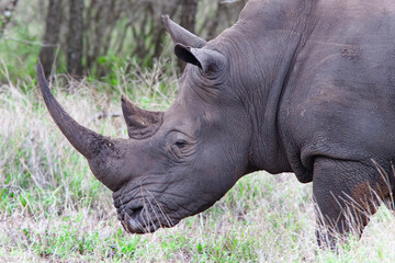 Fototapeta premium Rhinocéros 