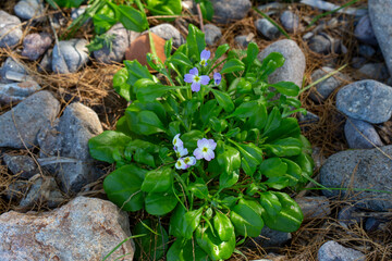 Aubrieta deltoidea or Virginia stock, Malcolmia maritima, is from the Brassicaceae family.