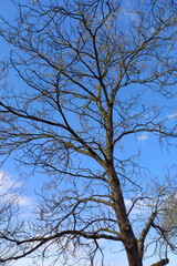 arbre mort sur fond de ciel bleu