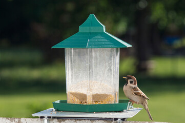 sparrow eating food from a feeder, blurred background