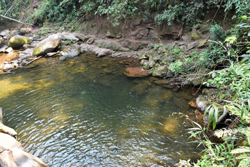 Foliage and trees in native forest with the presence of rivers and waterfalls that give life and help the balance of the environment and nature