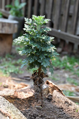 Foliage and trees in native forests, essential for a good balance of the environment or an appropriate nature