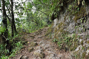 Foliage and trees in native forests, essential for a good balance of the environment or an appropriate nature