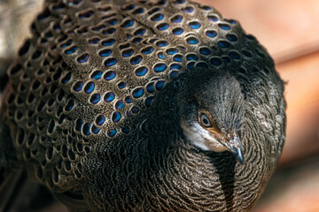 Grey Peacock-Pheasant (Polyplectron bicalcaratum), native to Southeast Asian forests and woodlands