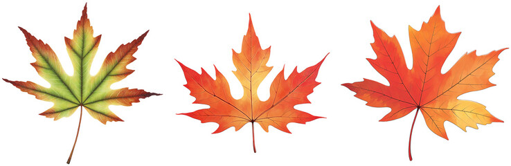 Obraz premium Autumn Maple Leaves Collection on a transparent background